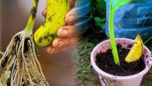 Coltivate il vostro giardino tropicale: una guida completa alla coltivazione del banano