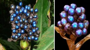 Questo è Il frutto più scintillante del mondo! Non è un mirtillo, ma gli assomiglia: è luminoso quanto una lampadina