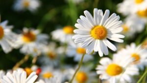 Come avere un tripudio di margherite sul balcone: i consigli degli esperti