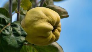 Come preparare il tè di mele cotogne, toccasana per fegato e vista