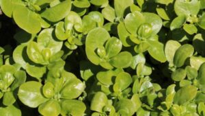 La resurrezione della portulaca: un tesoro prezioso nell’orto e in cucina