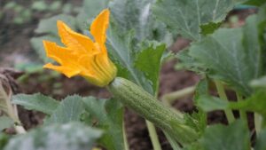 Nell’orto quale deve essere la distanza tra le zucchine? Pochi lo sanno