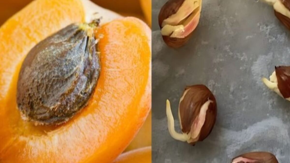 Come coltivare un albicocco da seme: istruzioni passo dopo passo