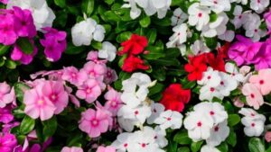 Come concimare le balsamine: le vostre piante fioriranno da subito