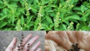 Non buttate via i vostri fiori di basilico: vi suggeriamo i diversi usi