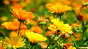 Fiori da regalare senza troppo impegno: vi riveliamo quali sono