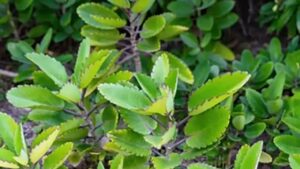Alcuni benefici della Foglia Miracolosa della Vita: di cosa si tratta e perché dovreste consumarla