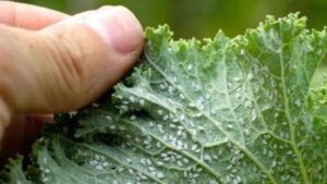 Metodi naturali per liberarsi degli insetti: non avrete bisogno di alcun pesticida