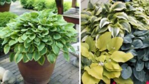 Trucchi e consigli per la coltivazione delle hosta in vaso
