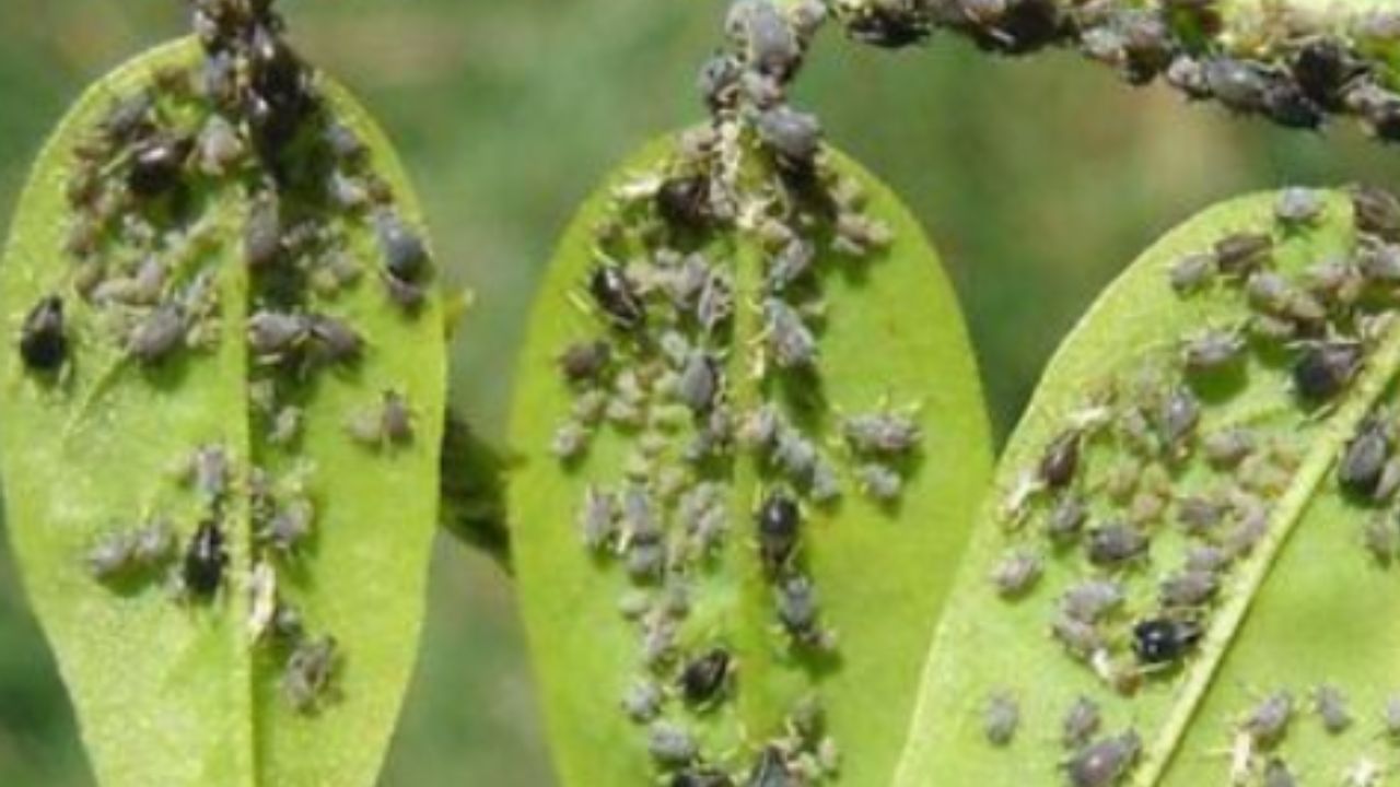 Metodi naturali per liberarsi degli insetti: non avrete bisogno di ...