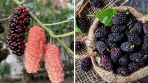 Alla scoperta degli innumerevoli benefici regalati dai frutti del gelso