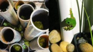 Come costruire un hotel per rane nel proprio giardino
