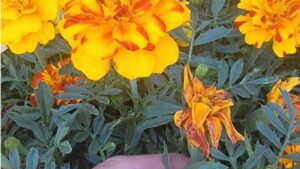 Come decapitare i tageti: il segreto per farli fiorire alla grande!