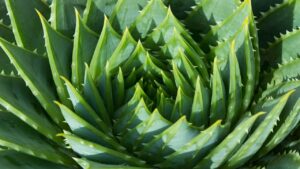 8 errori da non fare quando ci si prende cura di una pianta di aloe