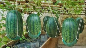 Coltivare angurie su amache sospese: una guida per principianti