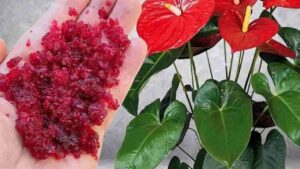 Può sembrare incredibile, ma un po’ di quest’ortaggio a radice farà fiorire qualsiasi cosa