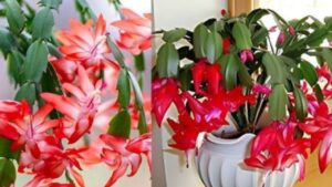 Il segreto della coltivazione del cactus di Natale per una fioritura abbondante
