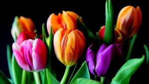 Trucchi e tecniche per cambiare il colore dei fiori: le più efficienti