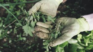 8 cattive abitudini nel giardinaggio che dovremmo abbandonare