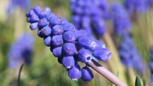 Che fiori regalare per chiedere scusa? Pochi sanno il vero significato di questo semplice gesto