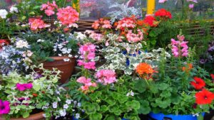 L’ingrediente magico (e insolito) per far fiorire subito le nostre piante
