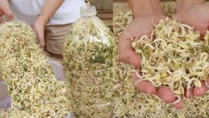 Coltivare in casa i germogli di fagioli bianchi con bottiglie di plastica: cosa fare