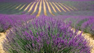 Perché la lavanda sta appassendo? Cosa potete fare a seconda del problema di base