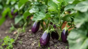 La sorprendente storia del nome “melanzana”: cosa dovresti sapere su questo ortaggio