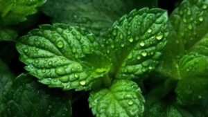 Menta: come coltivarla sul balcone per avere piantine con un profumo eccezionale
