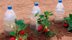 2 metodi a costo zero per tenere le piantine idratate per un mese