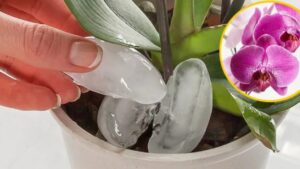 Come innaffiare le orchidee senza marciume radicale e mantenendole in fiore