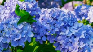 Basta una tazza per trasformare le ortensie in blu: usate questo trucco magico