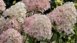 Cosa fare con le ortensie dopo la fioritura: 3 segreti per mantenerle belle