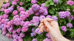 Ortensie, ne basta un cucchiaio e in poco più di 20 ore vedrete che cambiamento