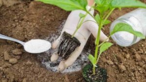 Piantate i peperoni in questo modo e otterrete un raccolto molto ricco e abbondante