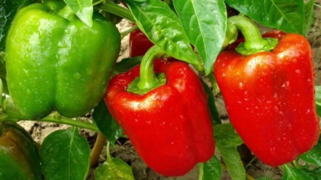 Peperoni rossi e verdi