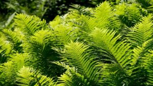 Piante decorative assorbi rumore? Ne abbiamo quante ne volete