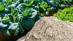 Zeolite, come si usa e a cosa serve nel giardinaggio