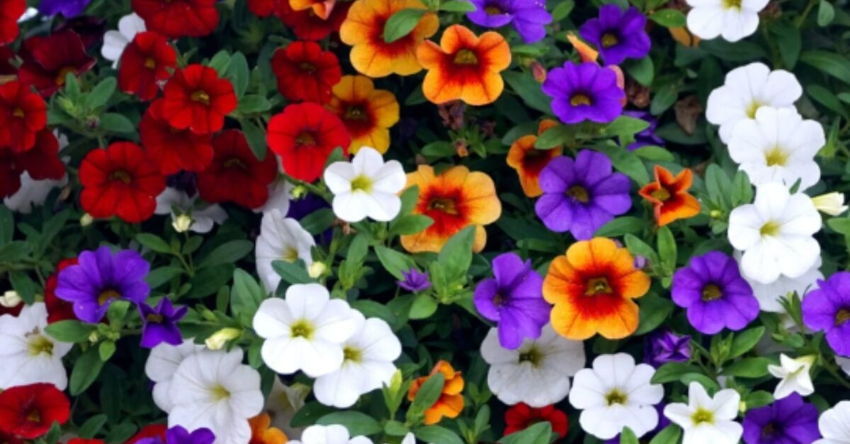 Dalia Perenne – 4 Rizomi Grandi, Facili Da Curare, Ideali Per Giardino E Balcone, Adatti Ai Principianti