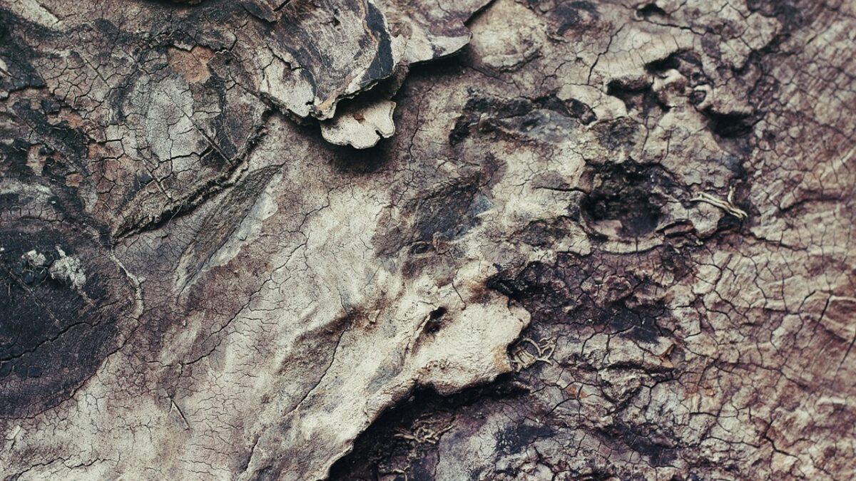 Corteccia Per Orchidee Biologica 1L - Substrato Di Pino Per Phalaenopsis, 100% Made In Italy