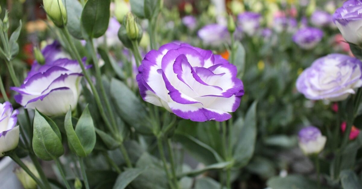 Roses Gi Sembrano rose, ma non lo sono: i fiori che vi assomigliano di più
