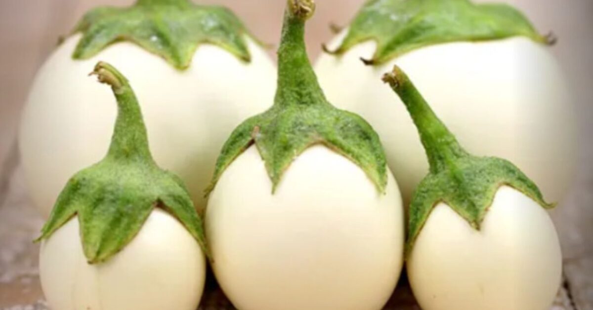 Come Si Dice Melanzane In Inglese