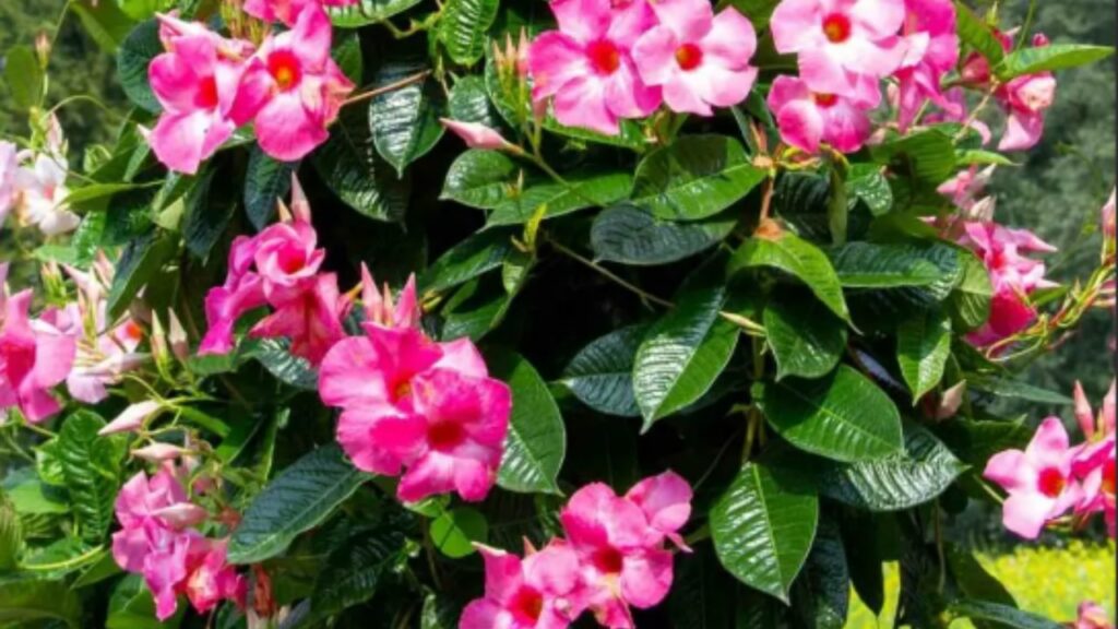 Mandevilla Tutto Quello Che Bisogna Sapere Sulla Bellissima Pianta Mandevilla Tutto Quello Che Bisogna Sapere Sulla Bellissima Pianta