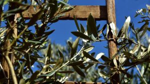 Scopri i mille usi delle foglie di ulivo: dal benessere al giardinaggio