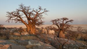 Baobab: trucchi e segreti per coltivare questo albero gigante dell’Africa