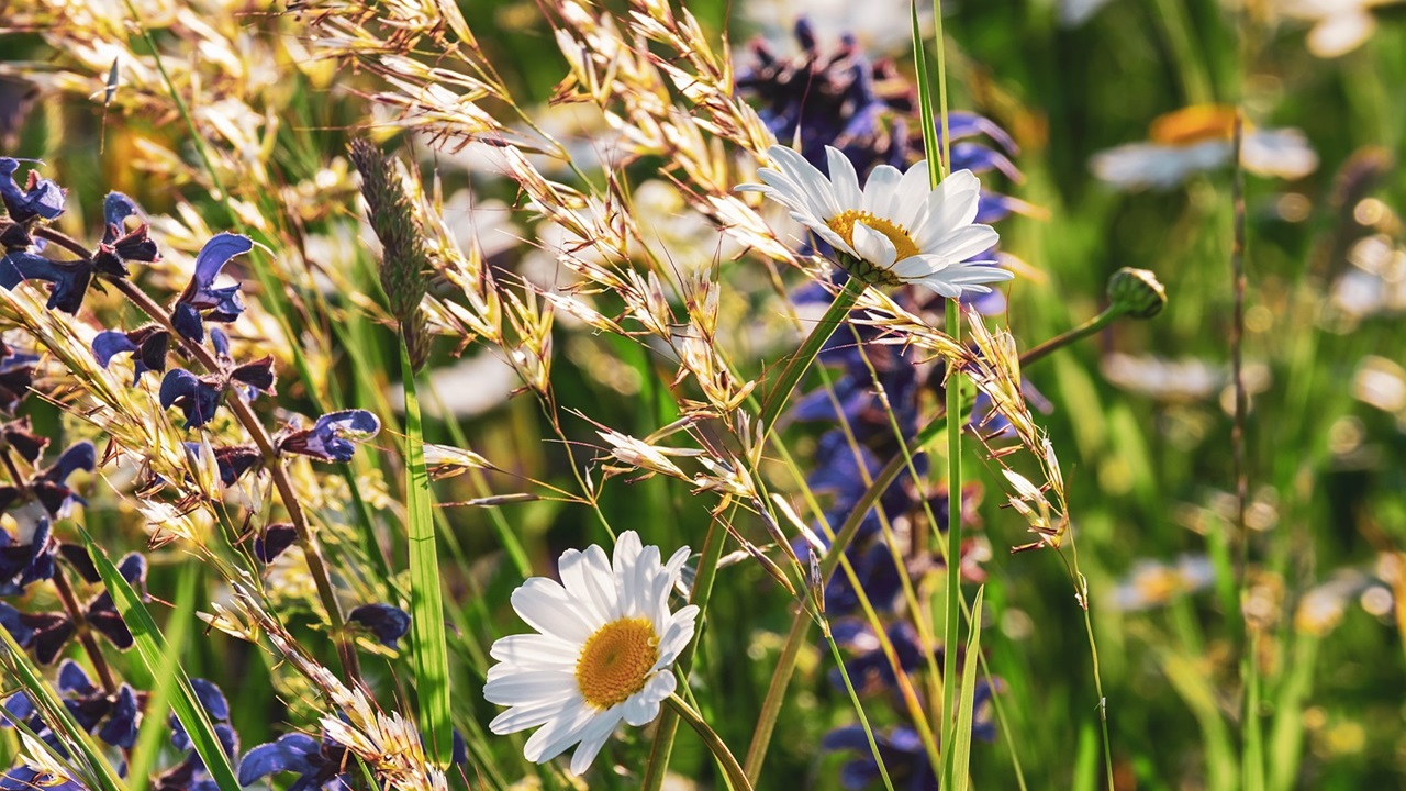 fiori selvatici campo