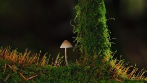 Palo di muschio, come creare un sostegno per le piante rampicanti