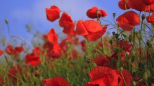 Papavero: seminatelo adesso per avere fiori in primavera