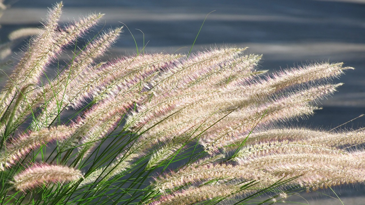 pennisetum