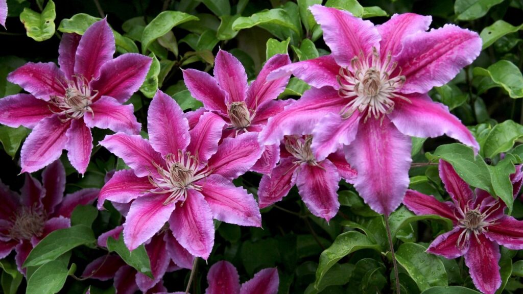Clematis viticella: tutto quello che devi sapere per coltivarla al meglio